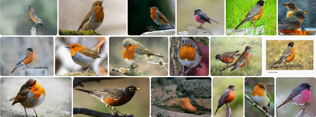 how to identify robins